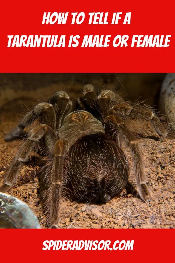 19774 male tarantula hooks