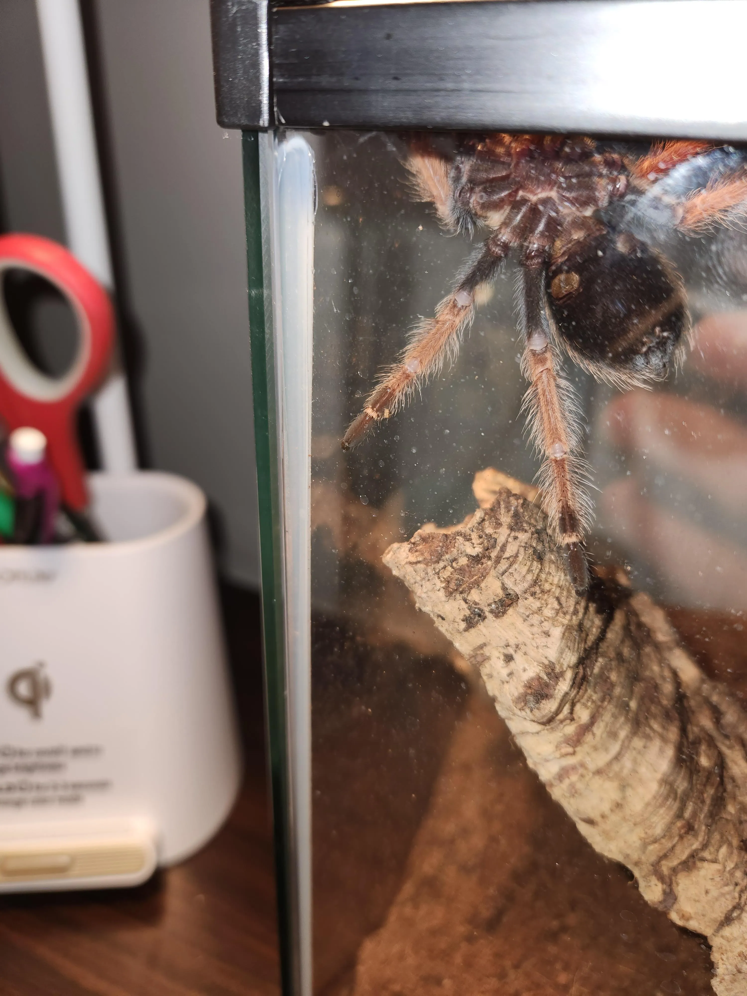 19774 tarantula exuvia skin