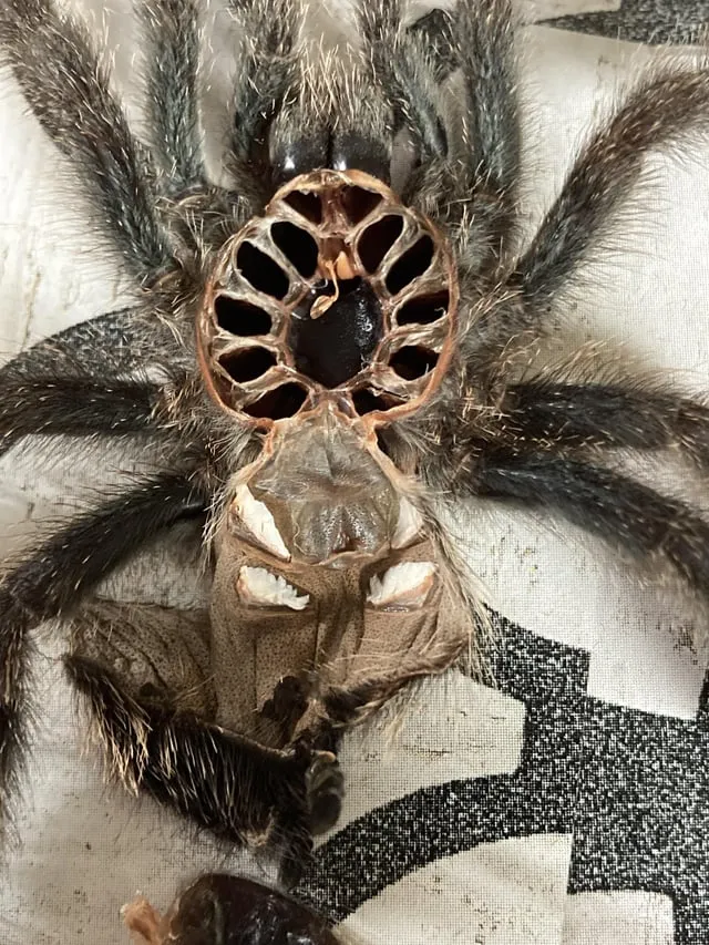 19774 tarantula pedipalps close up