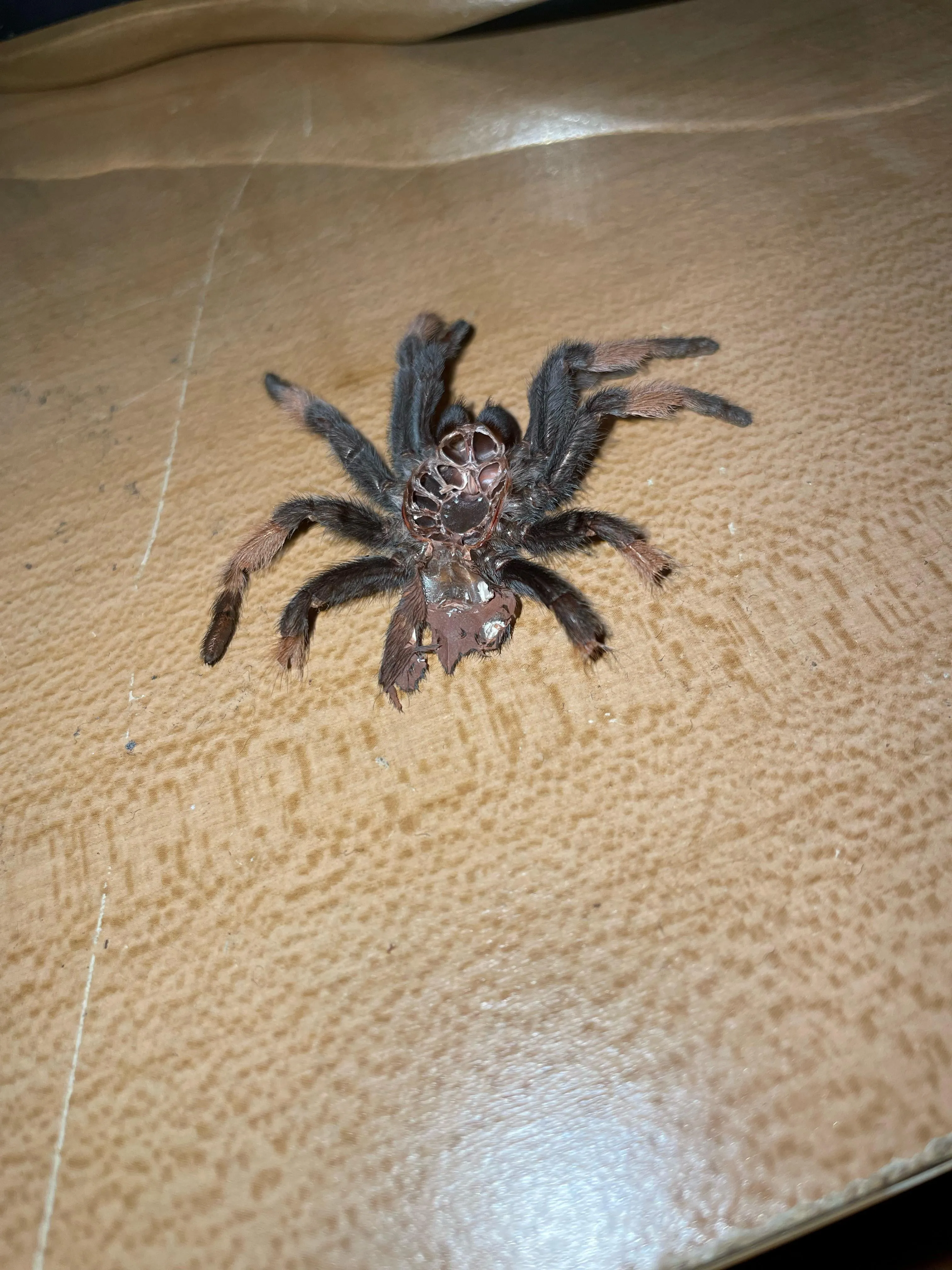 19774 tarantula ventral view