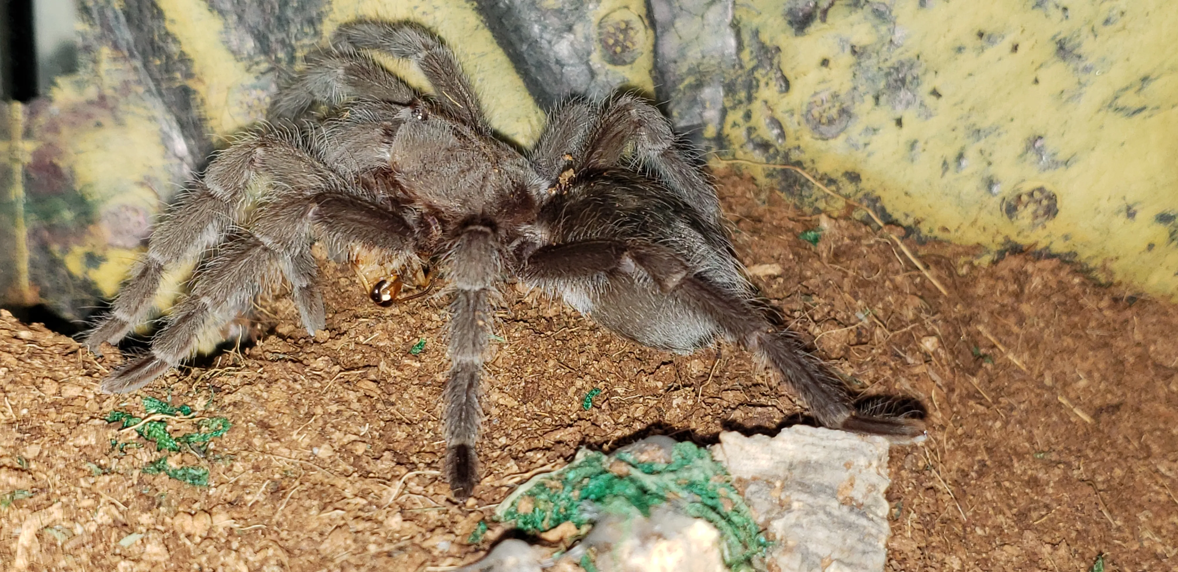 19775 grammostola pulchra for sale image1