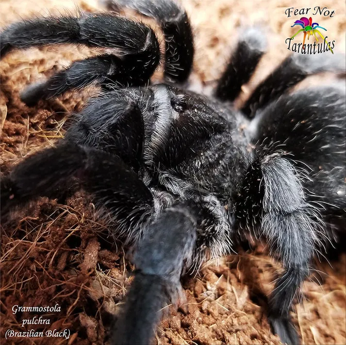 /img/19775-grammostola-pulchra-image8.webp