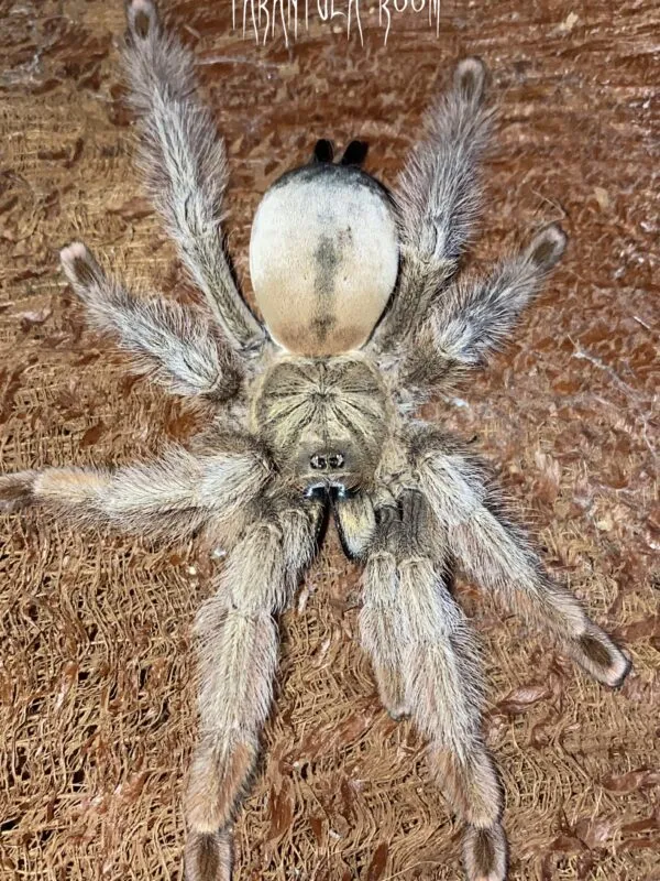 19775 grammostola pulchra molting image5
