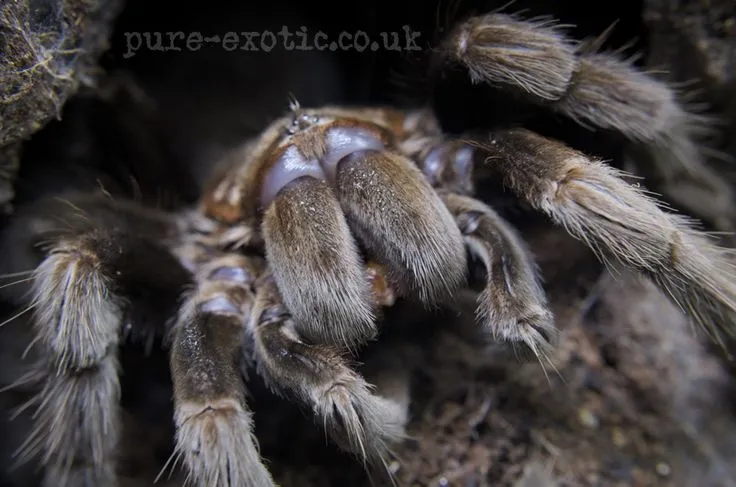 19775 handling tarantula image7