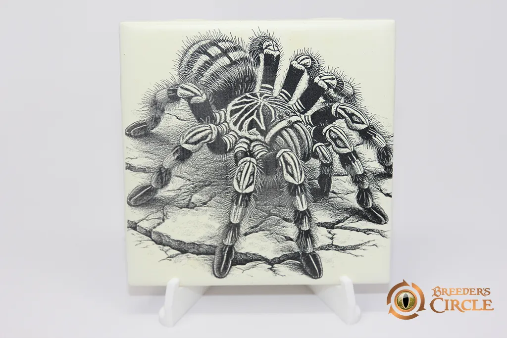 19776 tarantula enclosure