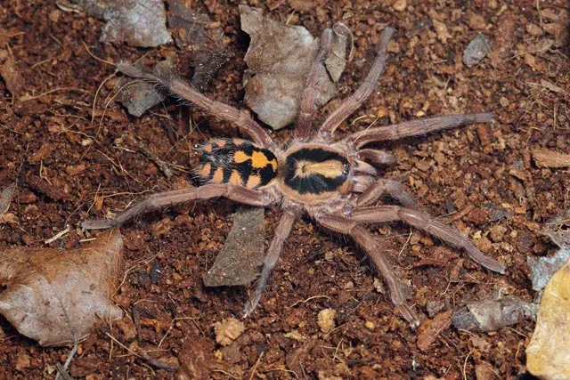 19778 colombia tarantula shop entrance