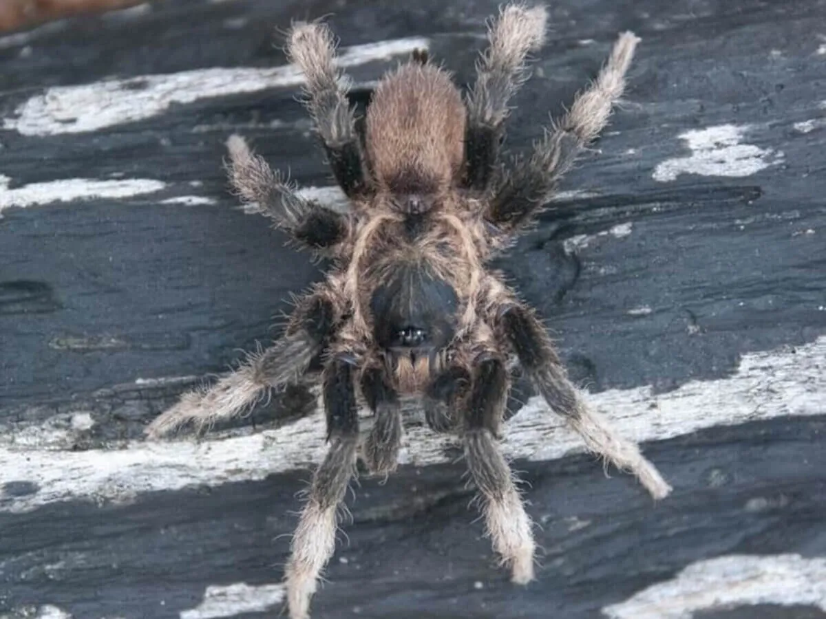 19778 tarantula enclosure setup