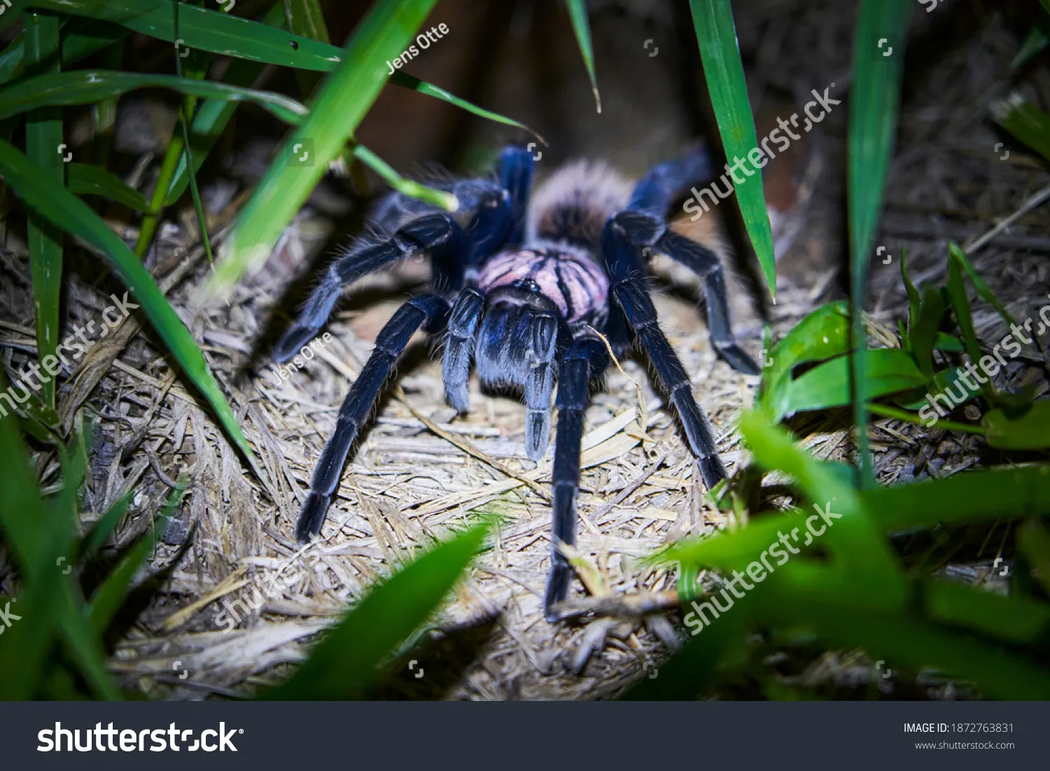 /img/19778-tarantula-handling.webp