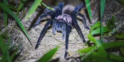 /img/19778-tarantula-handling.webp