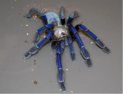 19780 singapore blue tarantula male feeding