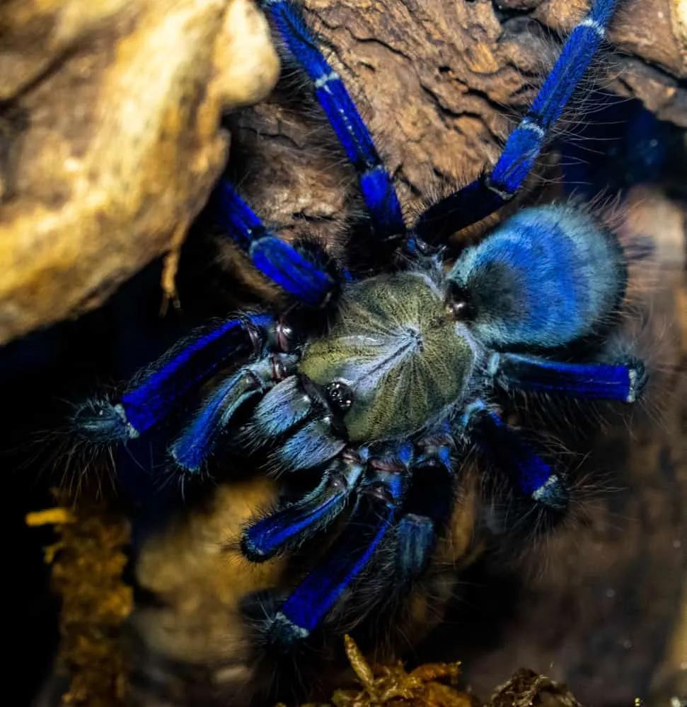 19780 singapore blue tarantula male mating