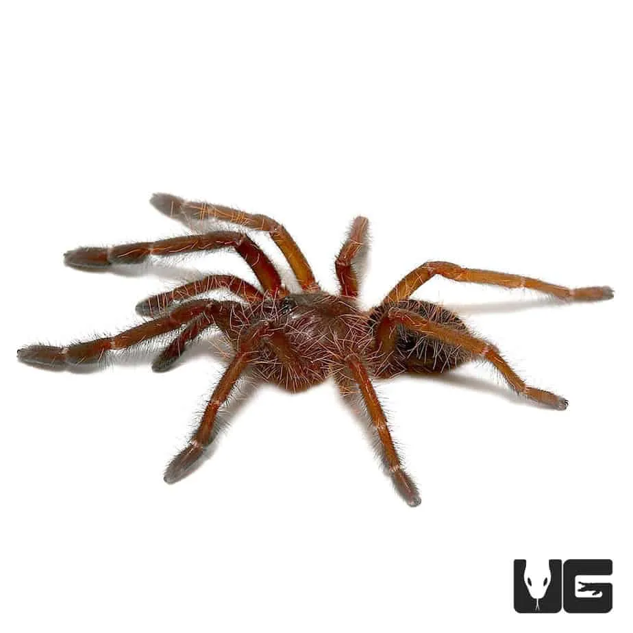 19780 singapore blue tarantula male overview