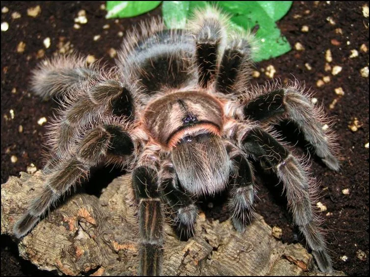 /img/19781-curly-hair-tarantula-enclosure.webp