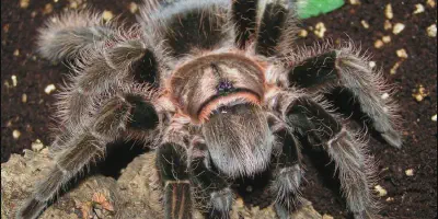 /img/19781-curly-hair-tarantula-enclosure.webp