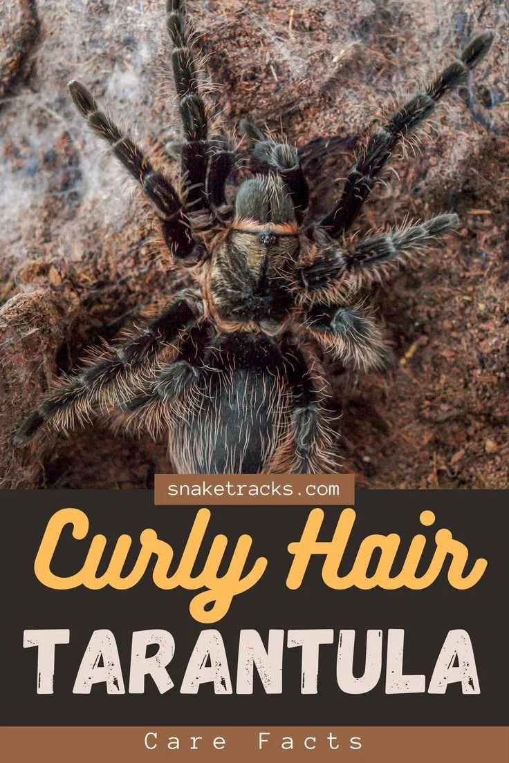 19781 curly hair tarantula substrate