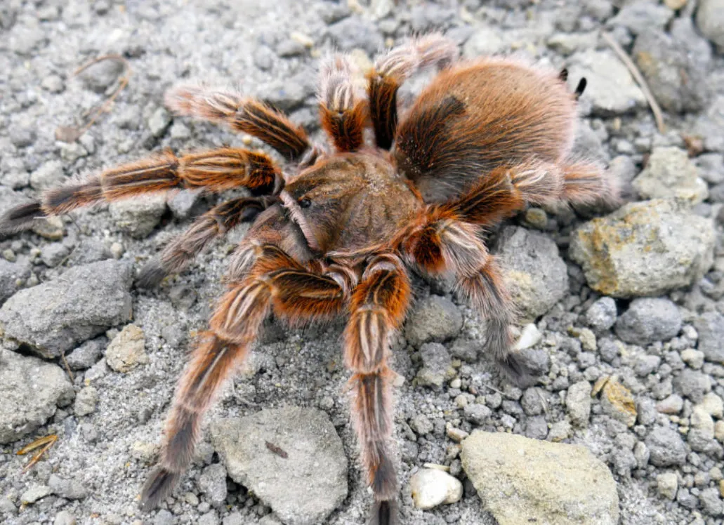 /img/19783-healthy-rosea-tarantula.webp