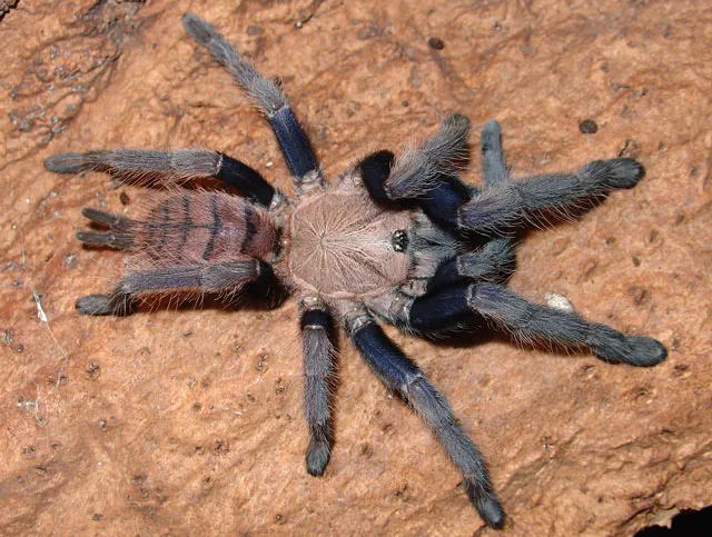 /img/19784-future-of-tarantulas.webp