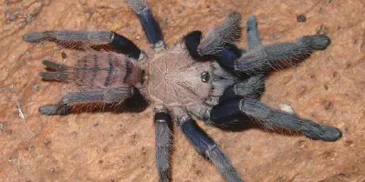 /img/19784-future-of-tarantulas.webp