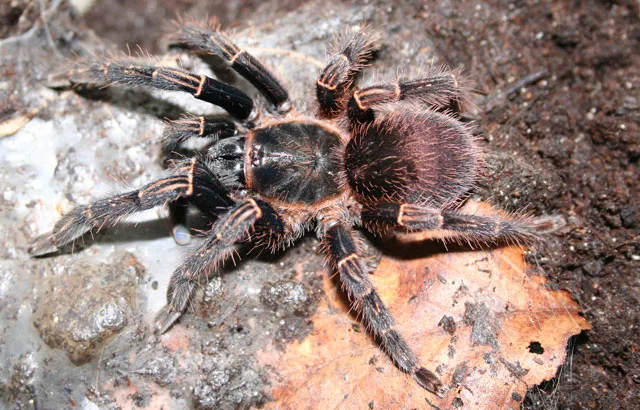 19784 misidentified spider