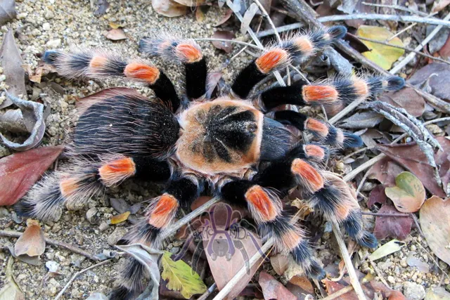 19784 tarantula habitat