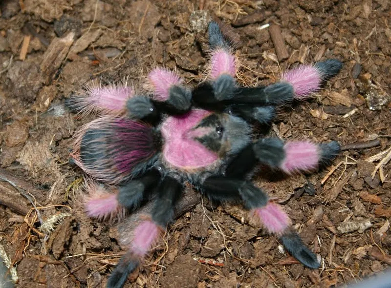 /img/19785-mexican-beauty-tarantula-cleaning.webp