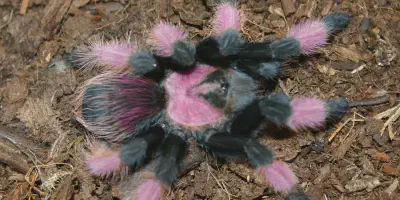 /img/19785-mexican-beauty-tarantula-cleaning.webp
