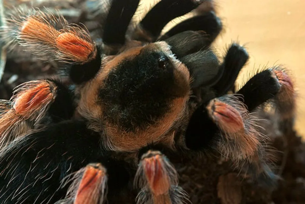 19785 mexican beauty tarantula handling