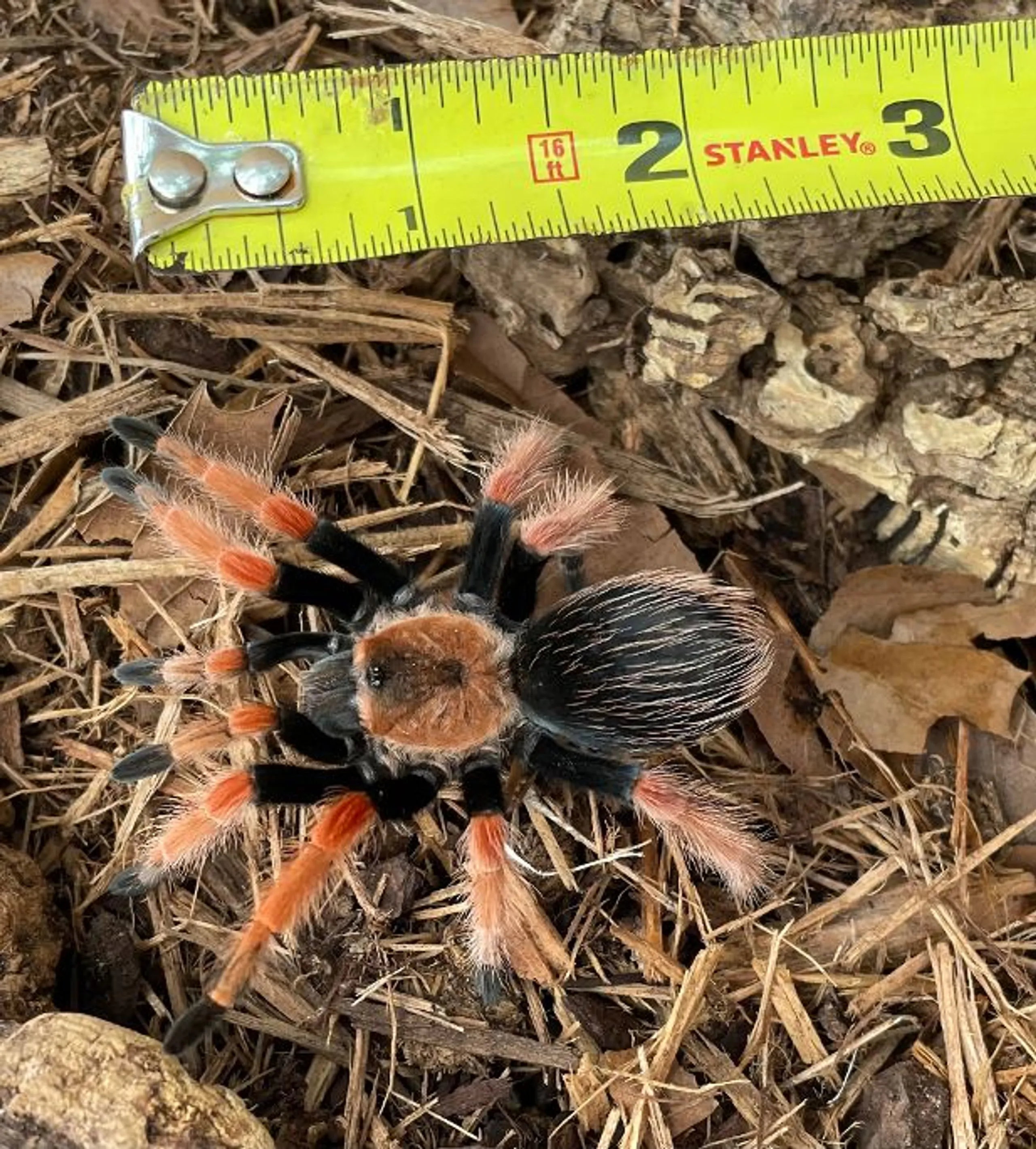 19785 mexican beauty tarantula temperature