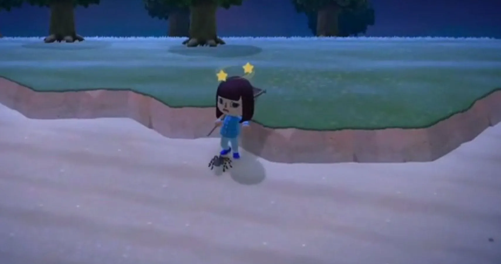 19786 tarantula species