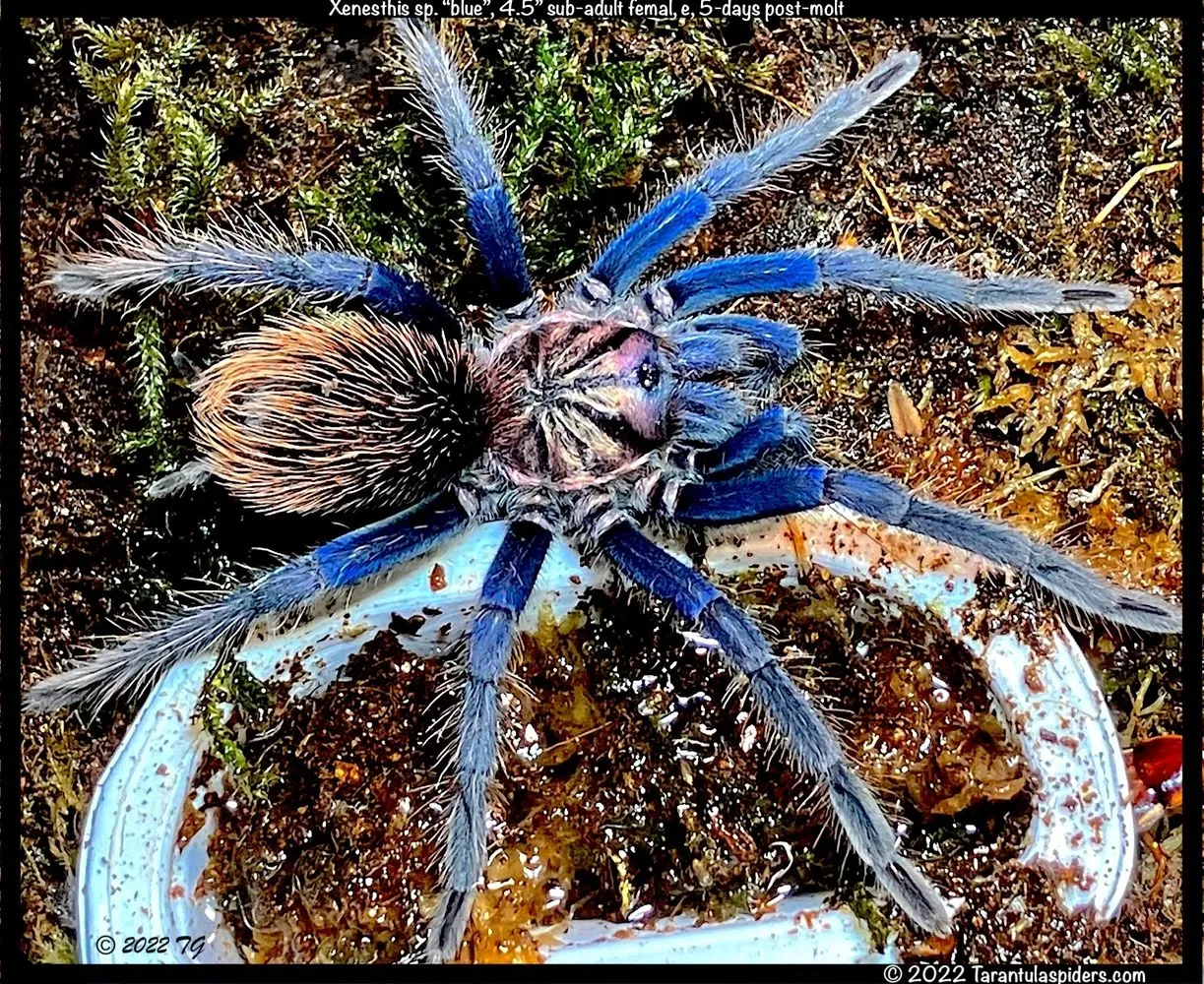 /img/19787-tarantula-facts.webp