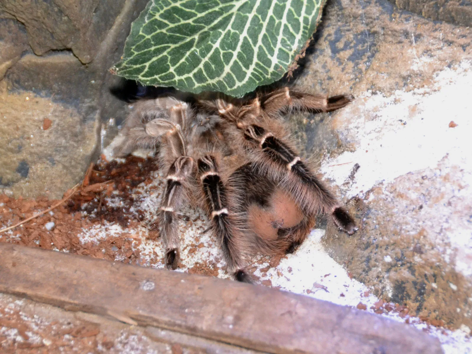 19788 zebra tarantula enclosure