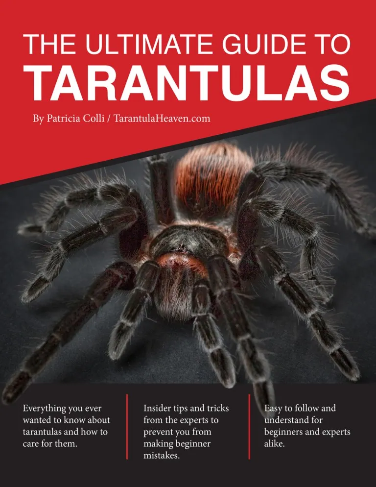19789 chilean rose hair tarantula