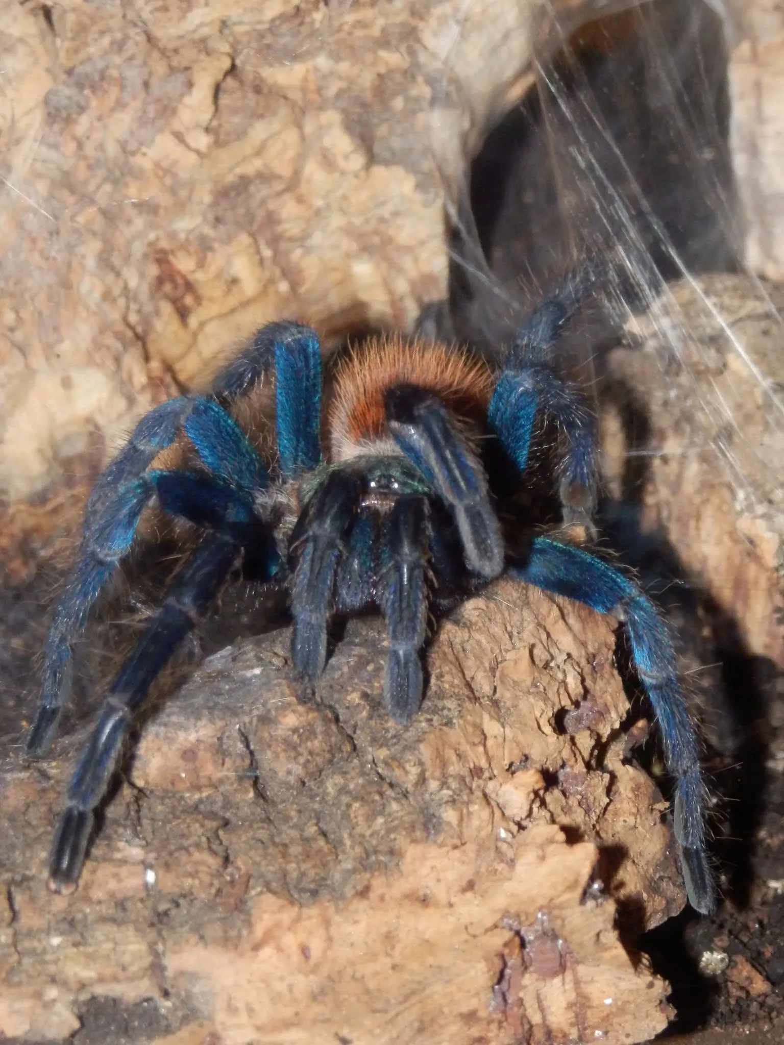 19789 curly hair tarantula