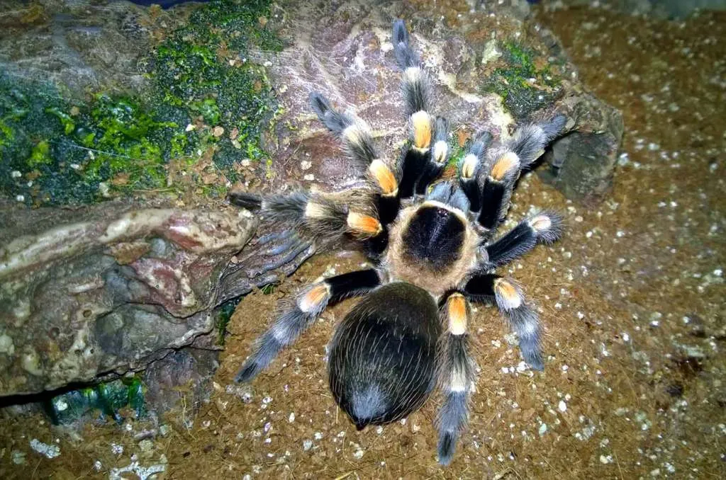 /img/19789-feeding-tarantula.webp