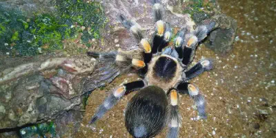 /img/19789-feeding-tarantula.webp