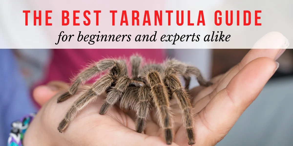 19789 mexican red knee tarantula