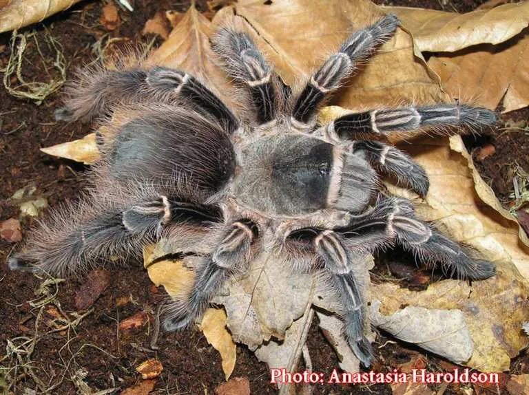 19789 pinktoe tarantula