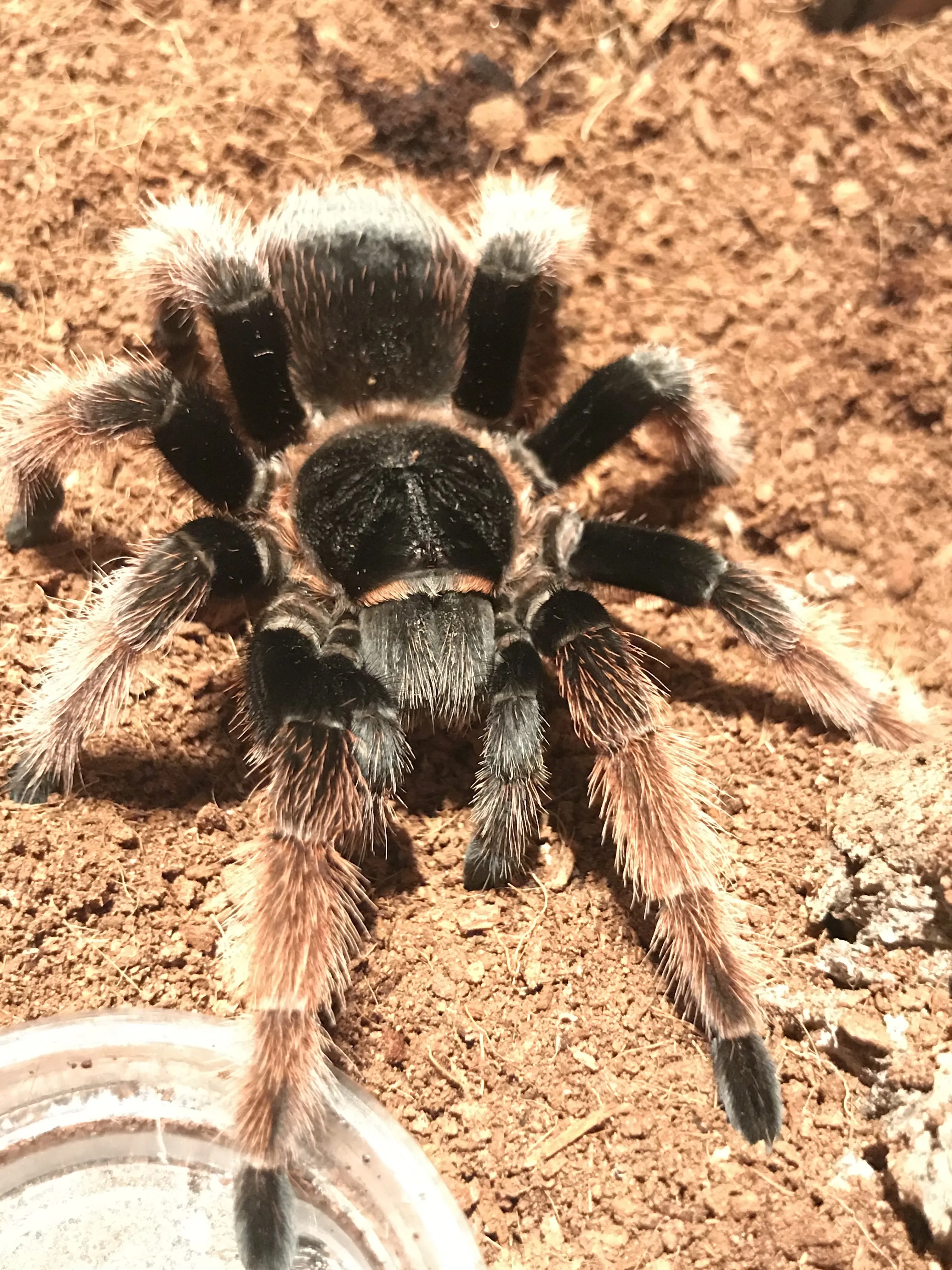 19790 klaasi tarantula diet