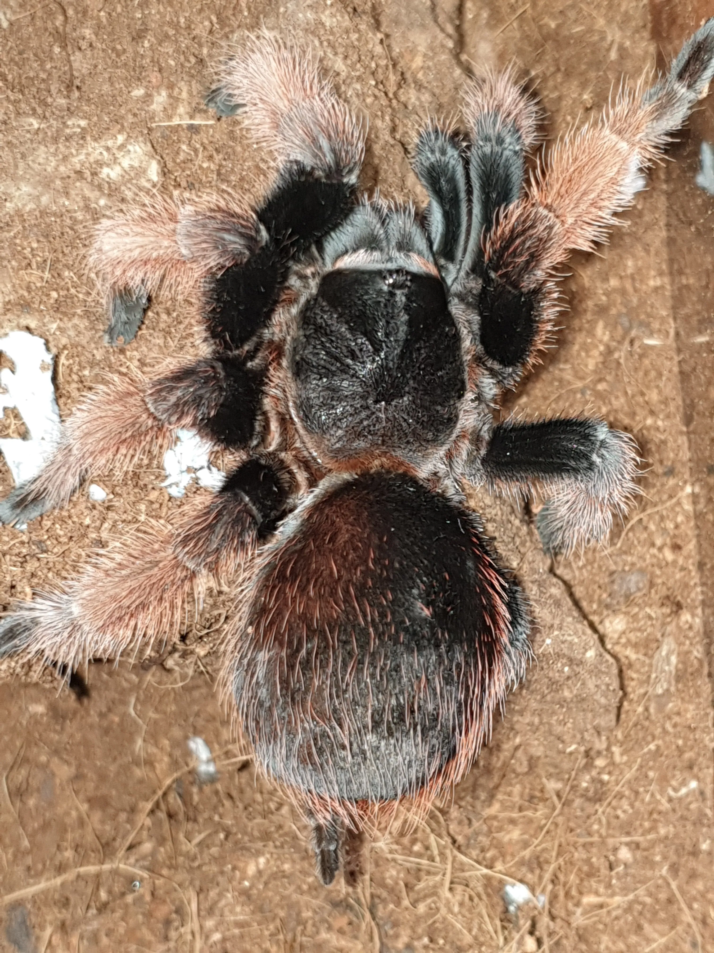 19790 klaasi tarantula enclosure