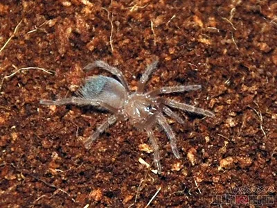 19790 klaasi tarantula feeding