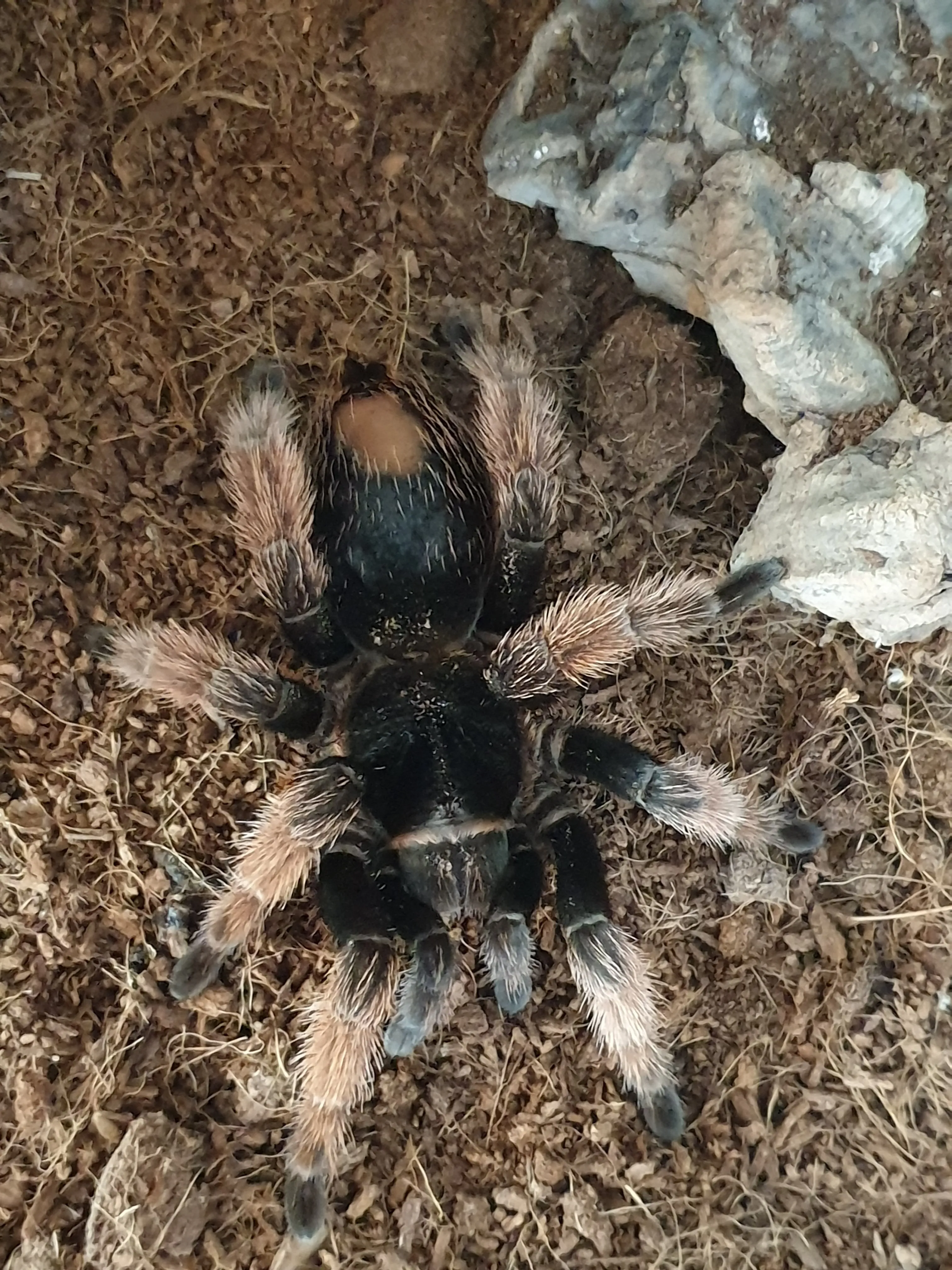 /img/19790-klaasi-tarantula-habitat.webp
