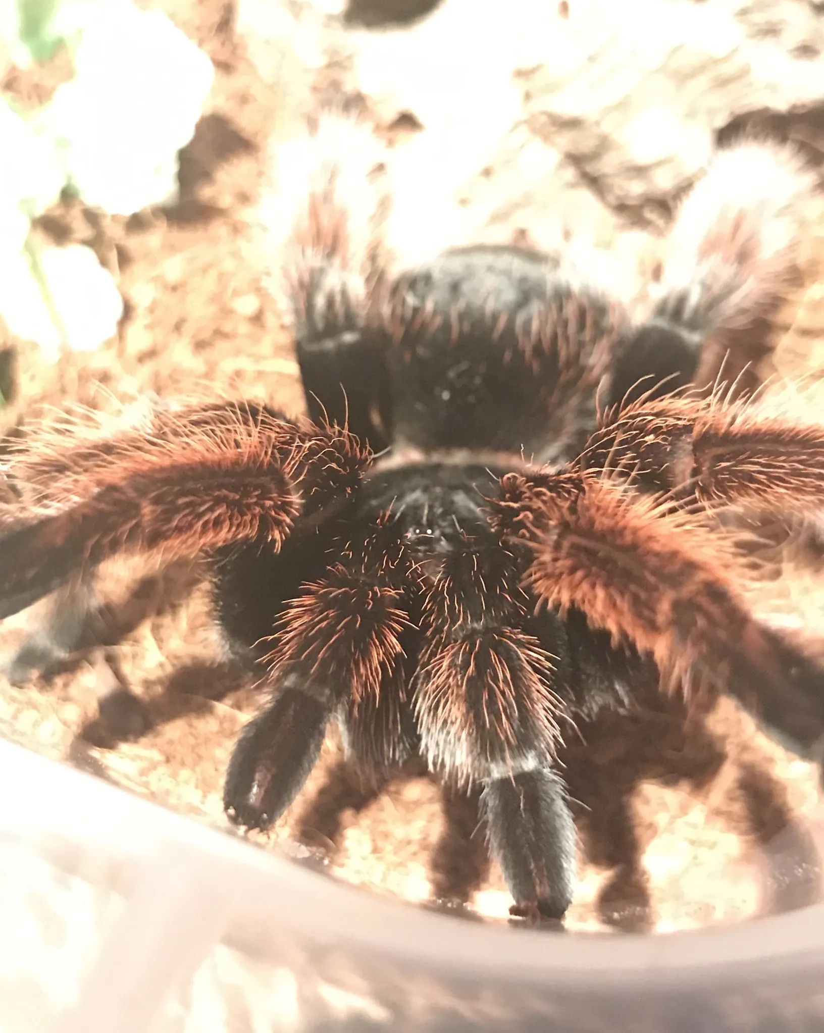 19790 klaasi tarantula molting