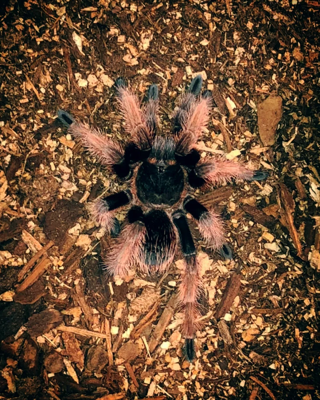 19790 klaasi tarantula size