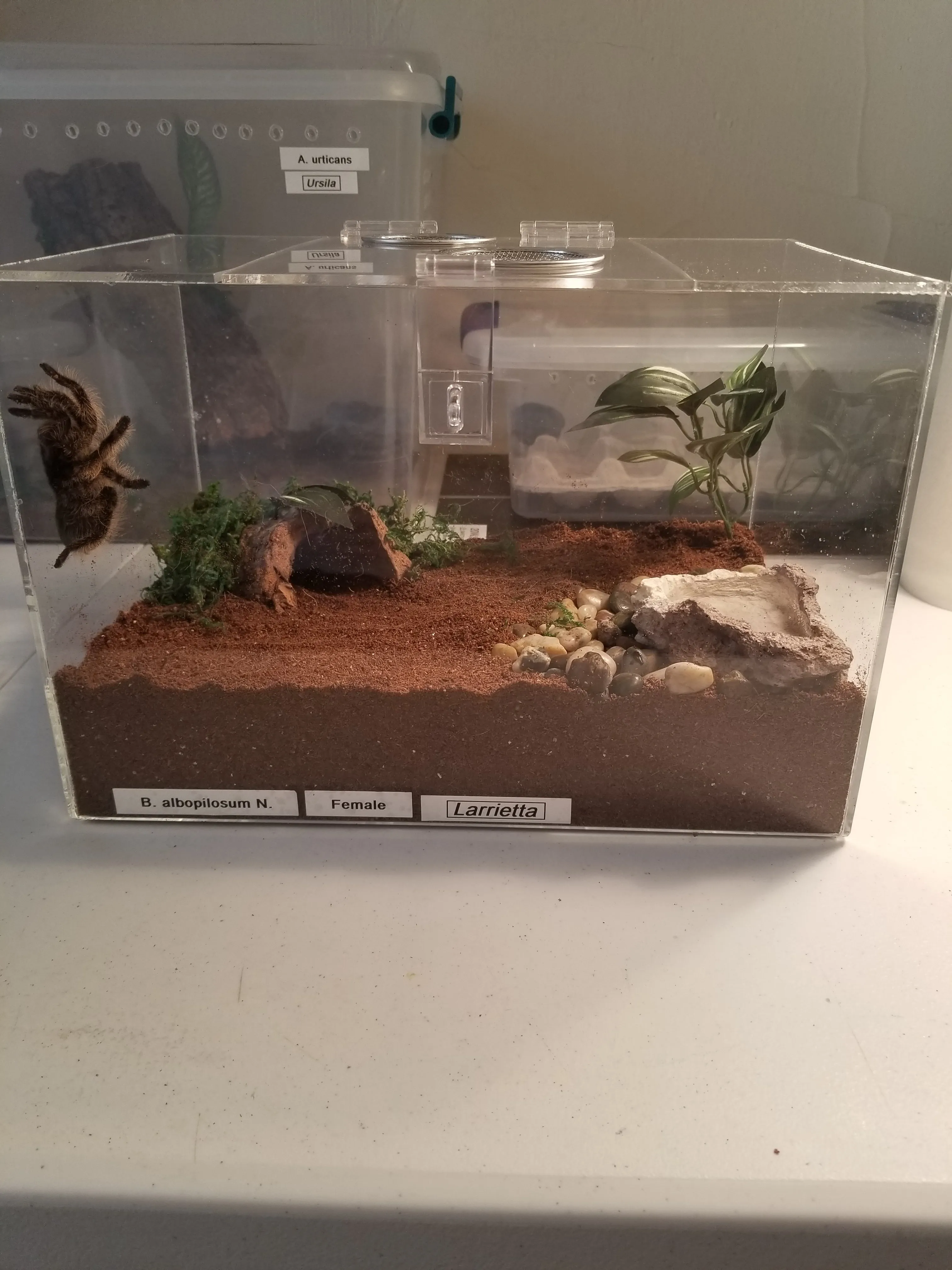 19791 tarantula enclosure humidity control