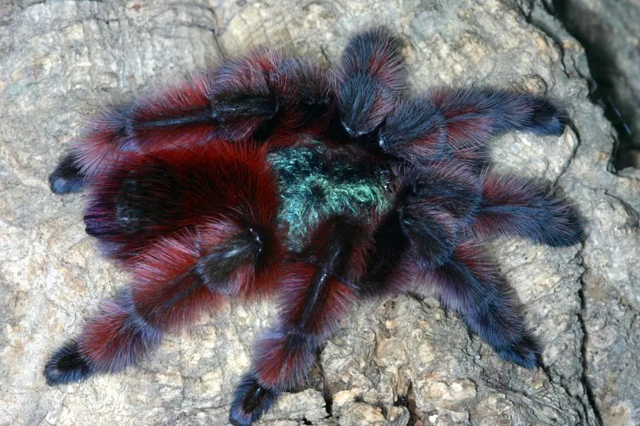 19793 choosing pinktoe tarantula