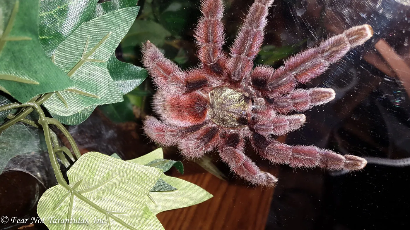 /img/19793-pinktoe-tarantula-breeding.webp