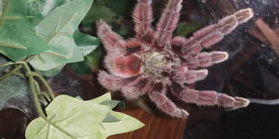/img/19793-pinktoe-tarantula-breeding.webp