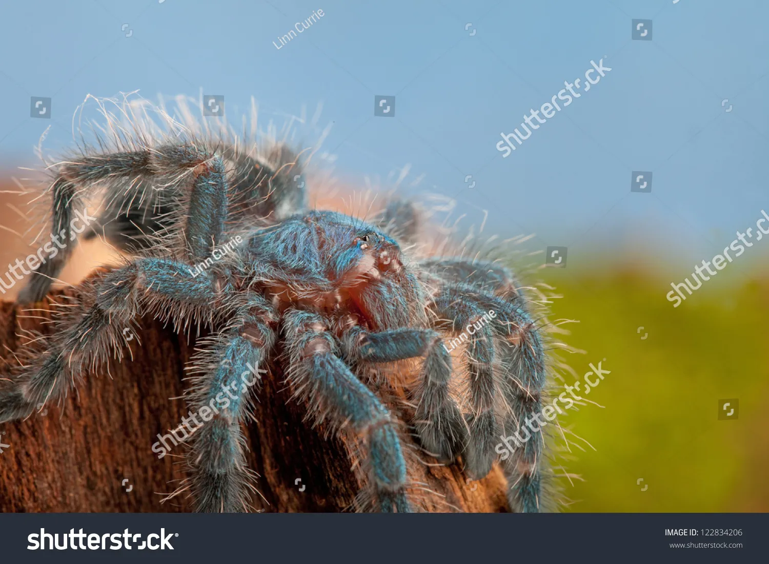 19793 pinktoe tarantula feeding