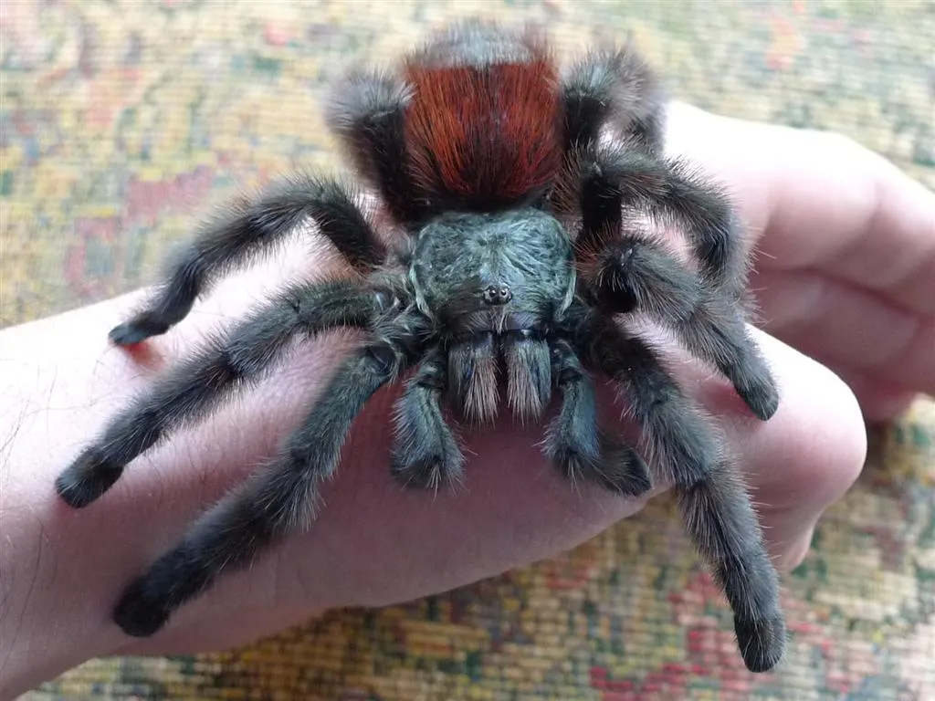 19793 pinktoe tarantula habitat