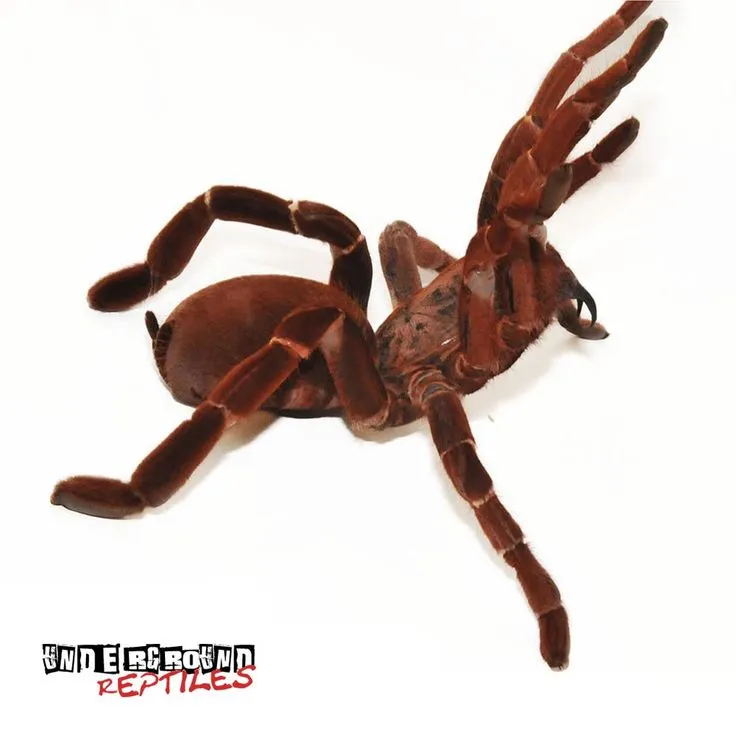 19794 female king baboon tarantula